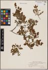 Foto von Salix aurita L. x Salix myrtilloides L.